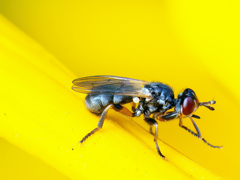 Thecophora spec.