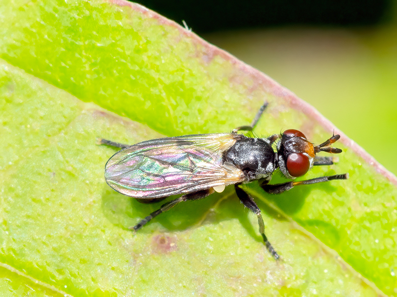 Thecophora spec.