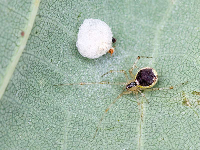 Theridion varians (Kokon)