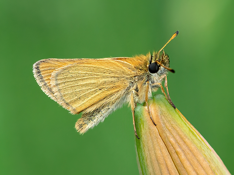 Thymelicus lineola