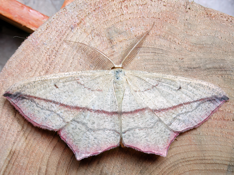 Timandra comae (Männchen)