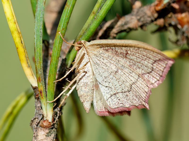 Timandra comae (Weibchen)
