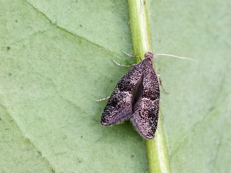 Tinagma perdicella