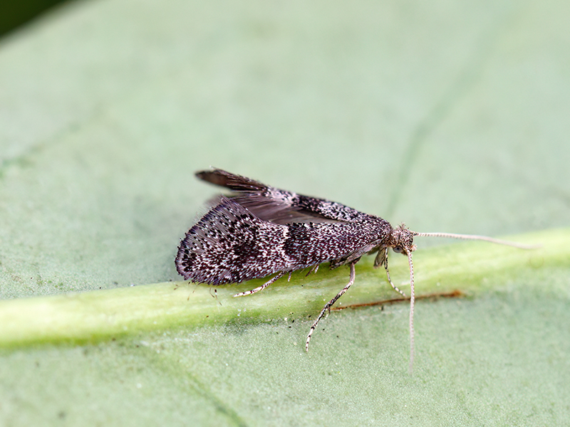 Tinagma perdicella