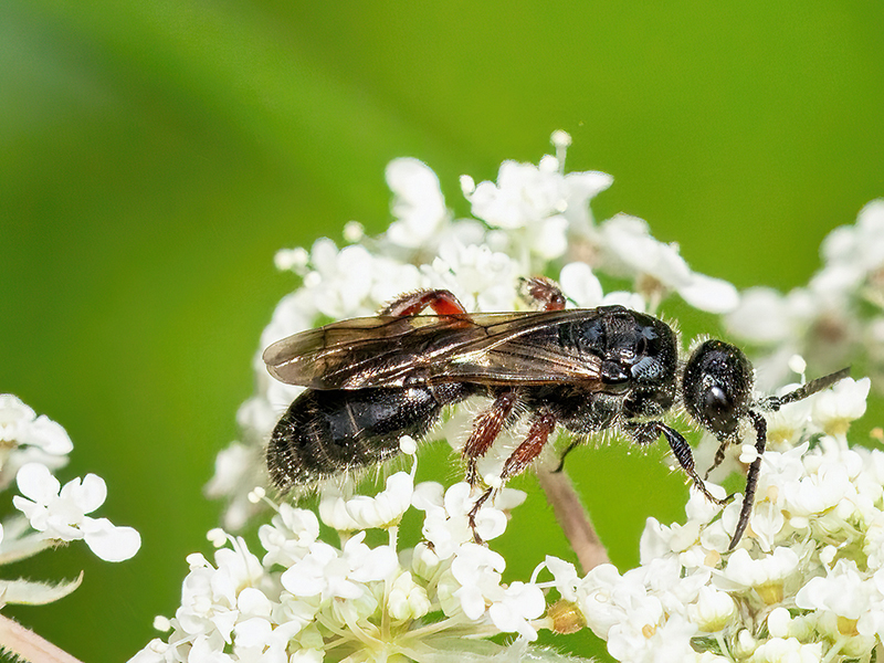 Tiphia femorata