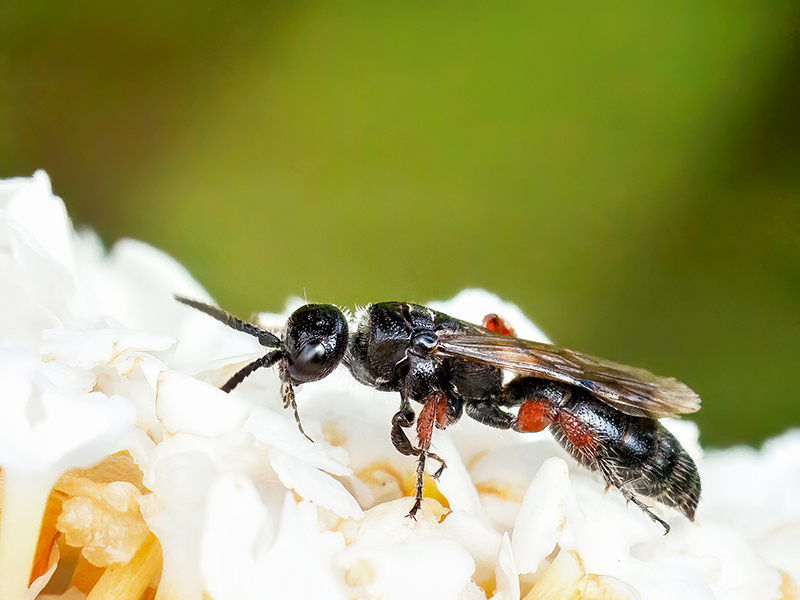 Tiphia femorata