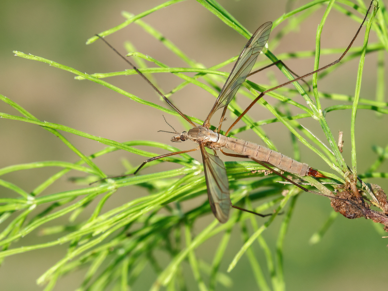 Tipula paludosa