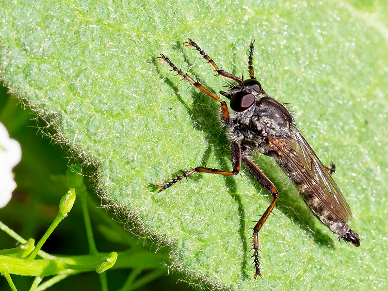 Tolmerus atricapillus (Männchen)