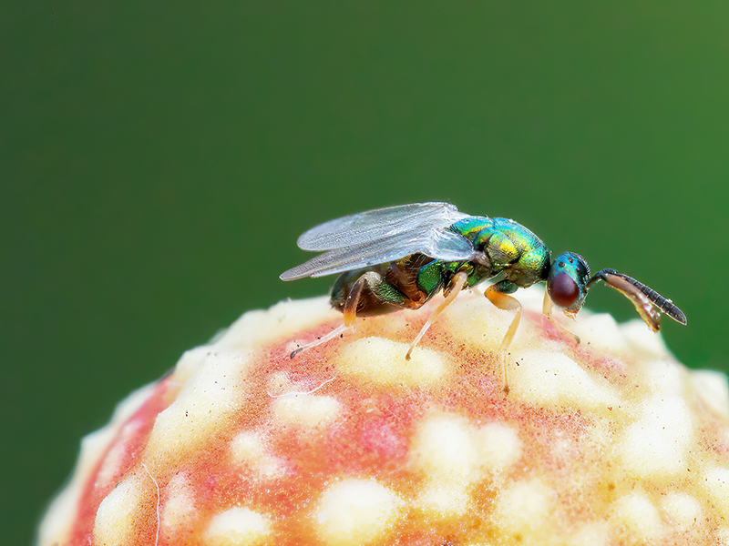 Torymus auratus (Männchen)