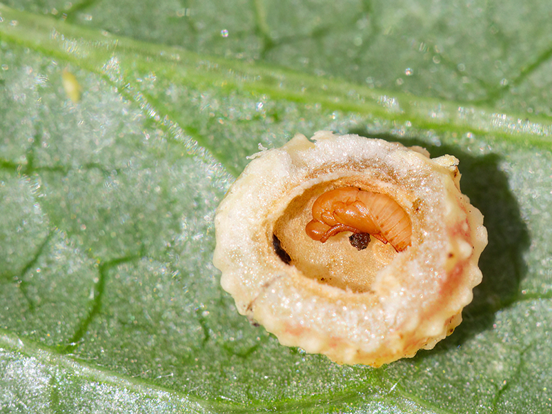 Torymus auratus (Puppe - Männchen)
