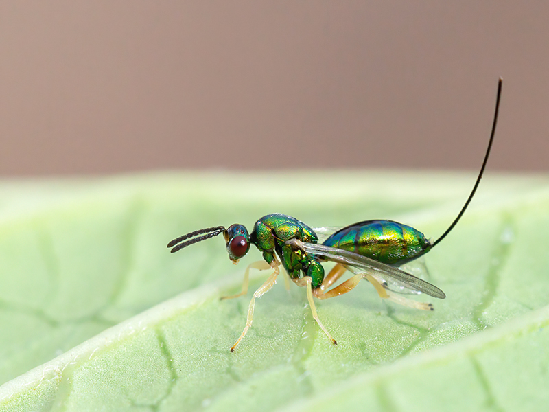 Torymus auratus (Weibchen)