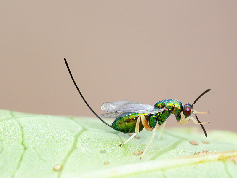 Torymus auratus (Weibchen)
