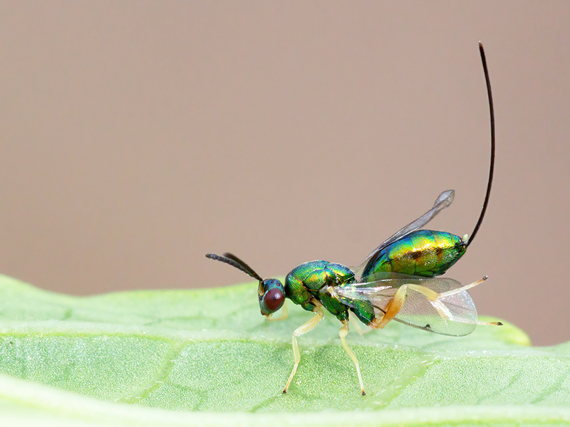 Torymus auratus (Weibchen)