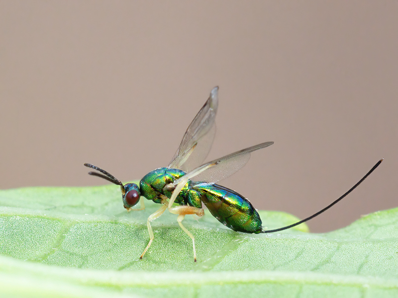 Torymus auratus (Weibchen)