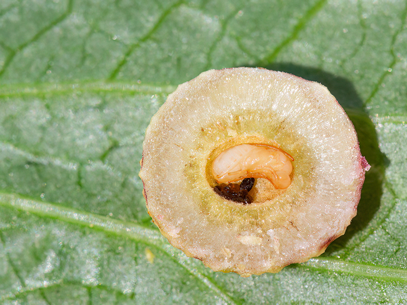 Torymus auratus (Puppe - Weibchen)