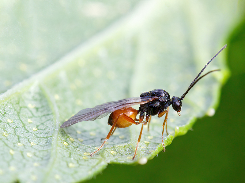 Trigonaspis megaptera (Männchen - bisexuelle Generation)