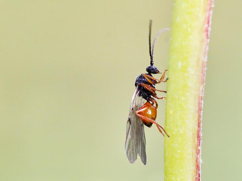 Trigonaspis megaptera (Männchen - bisexuelle Generation)