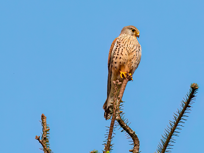 Turmfalke (Männchen)