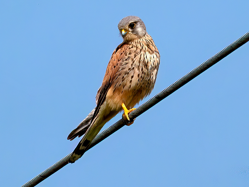 Turmfalke (Männchen)