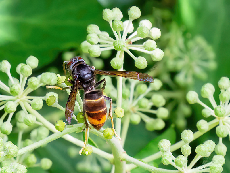 Vespa velutina nigrithorax
