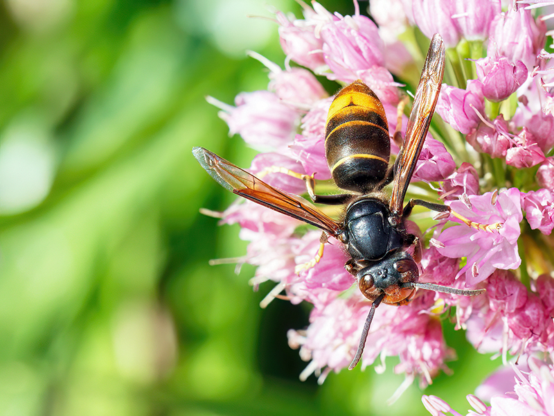 Vespa velutina nigrithorax