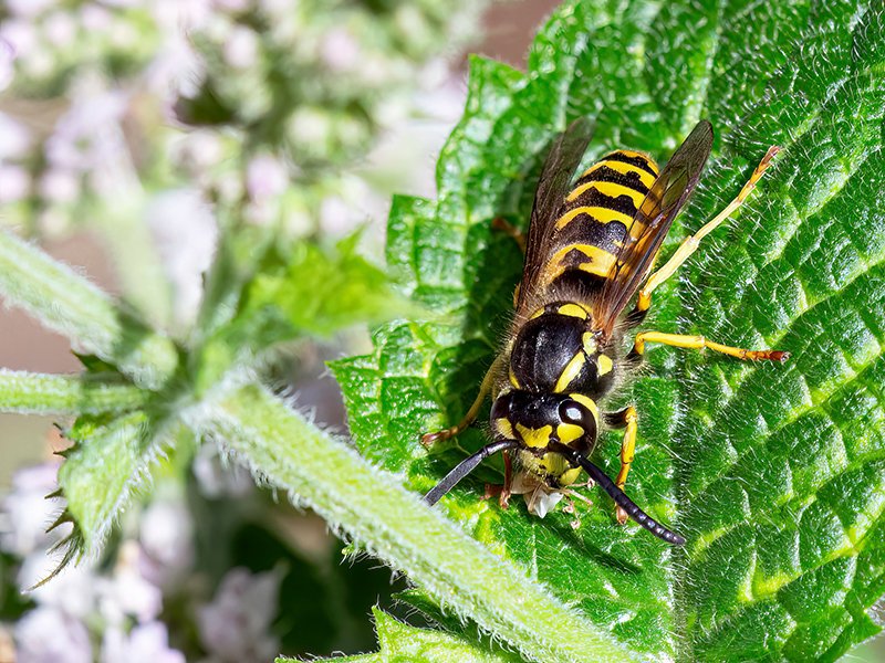 Vespula germanica