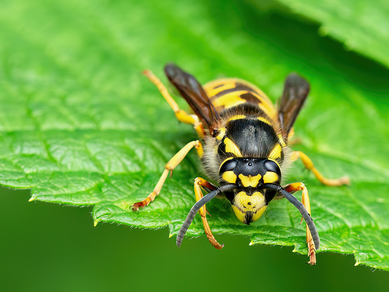 Vespula germanica (Königin)