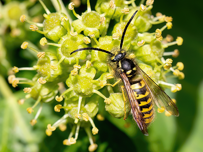 Vespula germanica (Männchen)