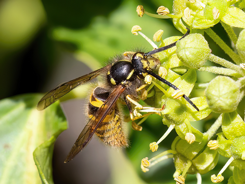 Vespula germanica (Männchen)