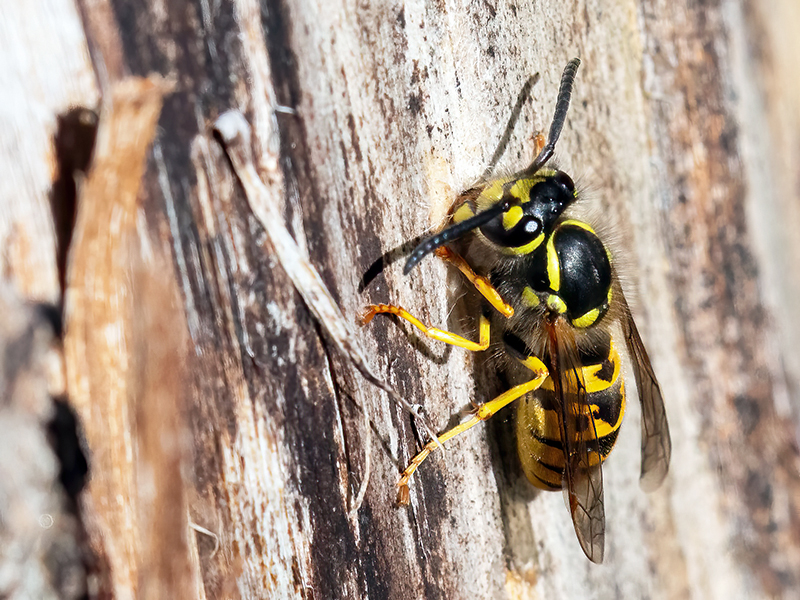 Vespula germanica (Sammlung von Nestmaterial)