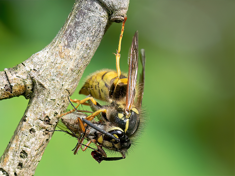 Vespula vulgaris mit Beute