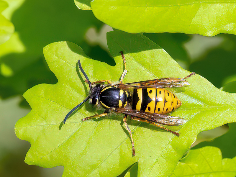 Vespula vulgaris (Königin)