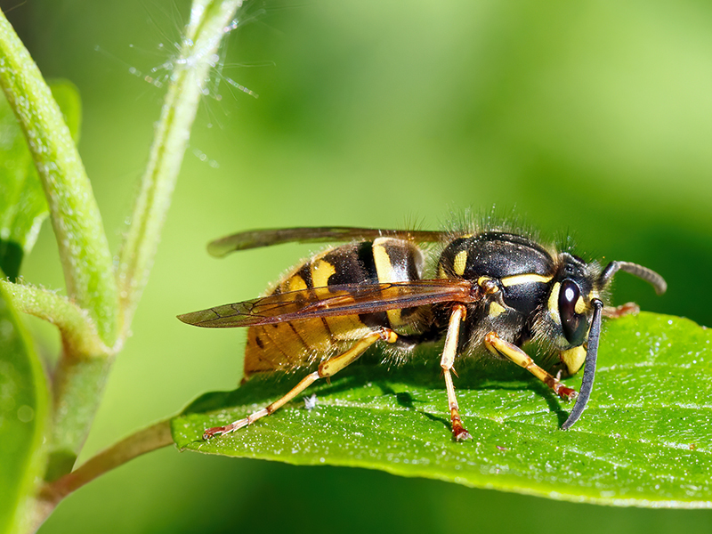 Vespula vulgaris (Königin)