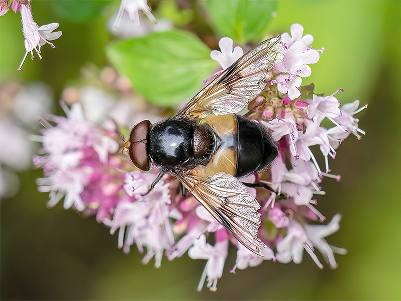 Volucella pellucens (Männchen)