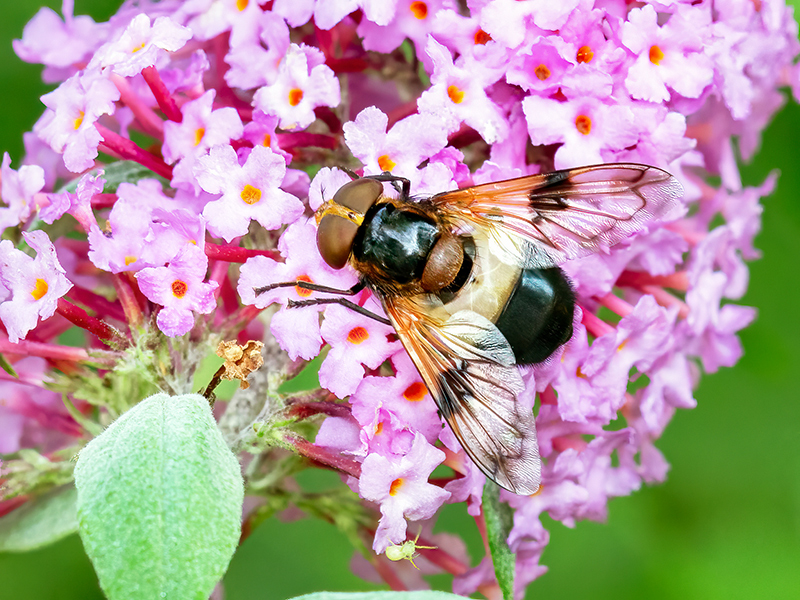 Volucella pellucens (Weibchen)