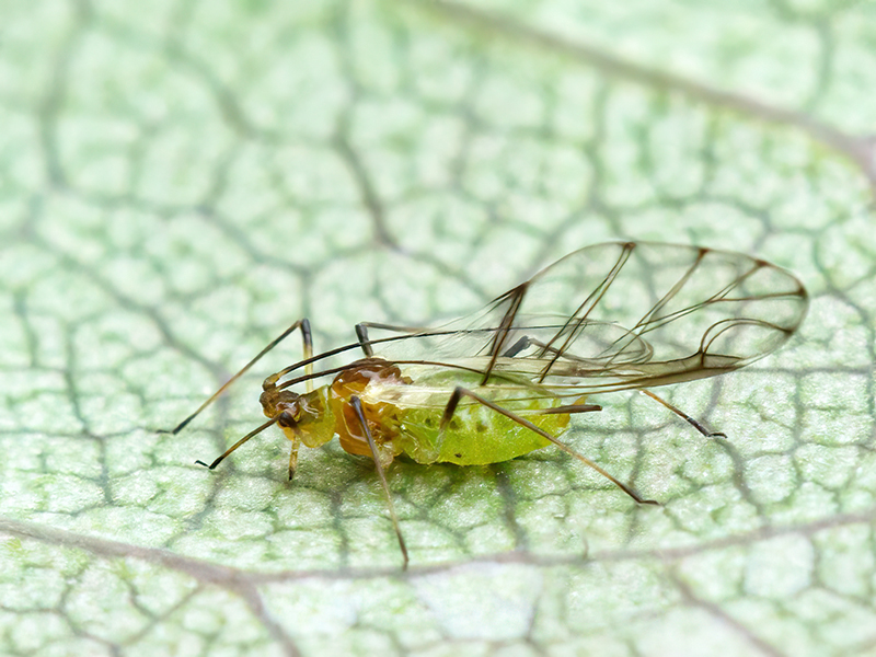 Wahlgreniella nervata (alat)