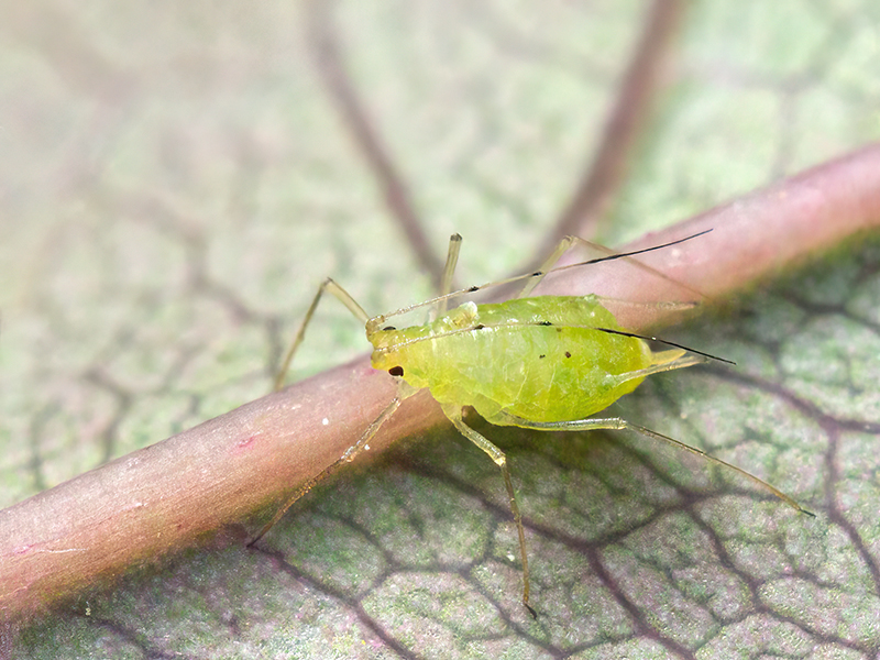 Wahlgreniella nervata (apter)