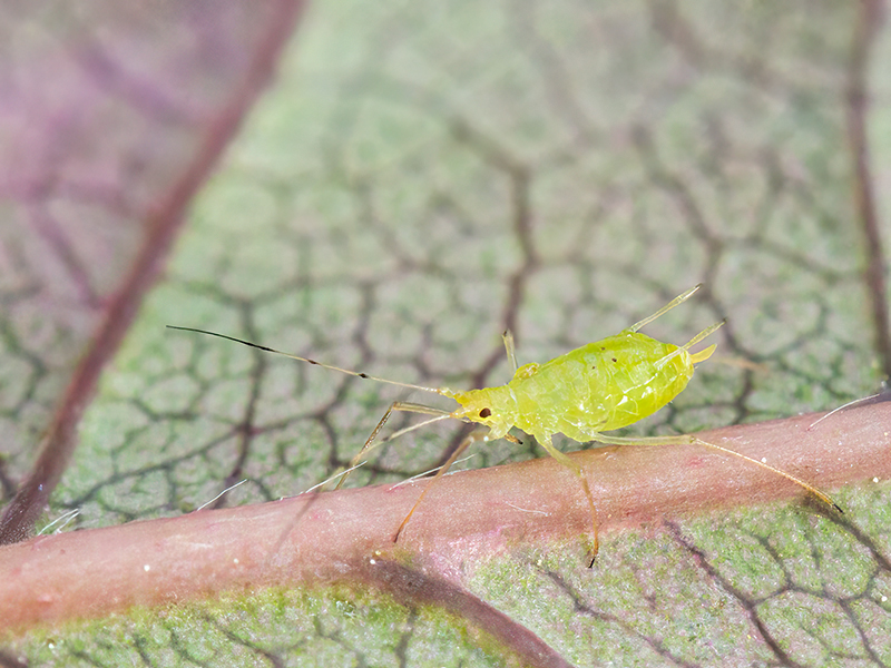 Wahlgreniella nervata (apter)