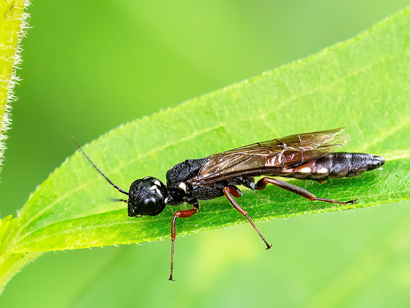 Xiphydria camelus (Männchen)