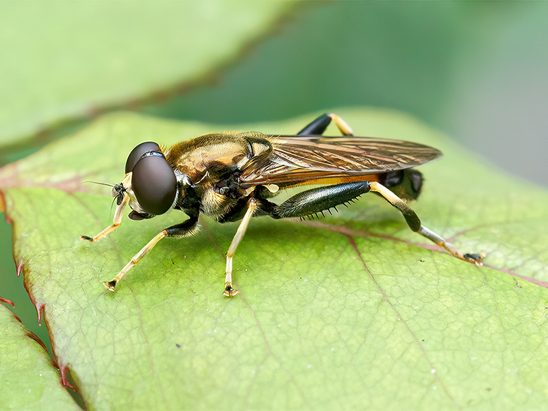 Xylota segnis (Männchen)