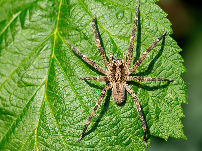 Zoropsis spinimana (Männchen)
