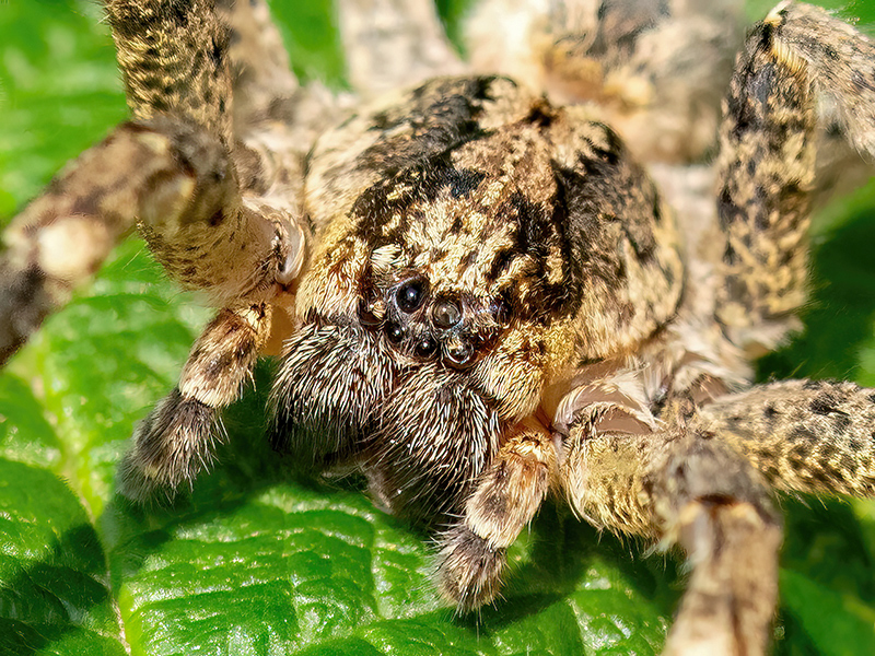 Zoropsis spinimana (Männchen)