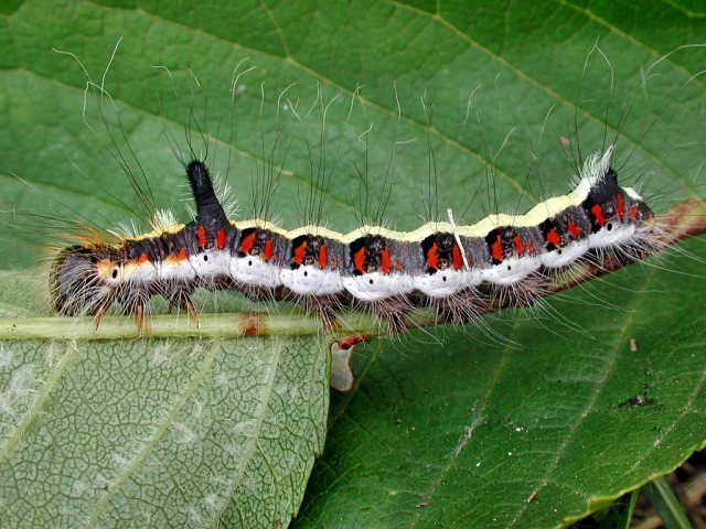 Acronicta psi (Raupe)
Die Pfeileule (Acronicta psi) ist in ganz Europa, über Sibirien, den russischen Osten und Nordchina verbreitet. Des Weiteren kommt sie in Nordafrika, dem Nahen Osten, in Zypern, Kleinasien, dem Kaukasusgebiet, Nordiran und Zentralasien vor. In West- und Nordskandinavien und im nördlichsten Teil des europäischen Russland fehlt sie. Man findet die Pfeileule in Buschlandschaften, Laubwäldern, Waldrändern, in Steppen, Parks und in Gärten bis in Höhen von 1600 m. Flugzeit ist von April bis September in zwei z.T. überlappenden Generationen. Die Raupen leben auf Bäumen und ernähren sich polyphag von Blättern der verschiedensten Laubbäume. Sie verpuppen sich in einem festen Kokon an oder unter Rinde, im Stammbereich, an morschem Holz oder am Boden. Die Puppe überwintert. 

