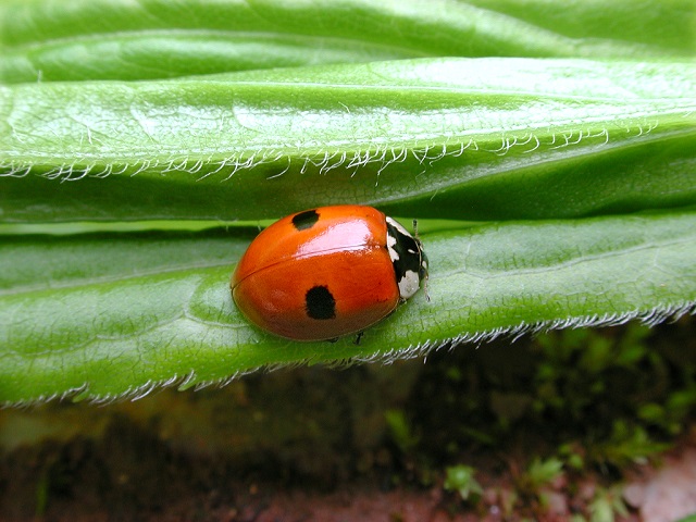 Adalia bipunctata
[url=https://www.cecidologie.de/cpg16x/albums/gallery/Adalia_bipunctata_Farbvariante.php][img]https://www.cecidologie.de/cpg16x/albums/gallery/tn_Adalia_bipunctata_Farbvariante.jpg[/img][/url] [url=https://www.cecidologie.de/cpg16x/albums/gallery/Adalia_bipunctata_Larve.php][img]https://www.cecidologie.de/cpg16x/albums/gallery/tn_Adalia_bipunctata_Larve.jpg[/img][/url]

Der Zweipunkt-Marienkäfer (Adalia bipunctata) ist eine äußerst vielgestaltige Art. Es gibt 2 Grundtypen: Rote Tiere mit einem schwarzen Fleck auf jeder Flügeldecke und schwarze Tiere mit 2-3 roten Flecken auf den Flügeldecken. Selbst die Larven variieren in der Farbe. Diese Art ist ebenfalls ein nützlicher Läusevertilger. 
