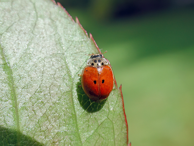 Adalia decempunctata
[url=https://www.cecidologie.de/cpg16x/albums/gallery/Adalia_decempunctata_Farbvariante.php][img]https://www.cecidologie.de/cpg16x/albums/gallery/tn_Adalia_decempunctata_Farbvariante.jpg[/img][/url] [url=https://www.cecidologie.de/cpg16x/albums/gallery/Adalia_decempunctata_Farbvariante2.php][img]https://www.cecidologie.de/cpg16x/albums/gallery/tn_Adalia_decempunctata_Farbvariante2.jpg[/img][/url]


Der Zehnpunkt-Marienkäfer (Adalia decempunctata) kommt in ganz Europa und in Asien vor. Man findet ihn auf Laubbäumen und in Wiesen, er ist überall recht häufig. Flugzeit ist von April bis Oktober. Nahrung der Larven und Käfer sind Blattläuse. 

