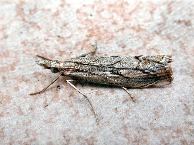 Agriphila geniculea
Agriphila geniculea kommt in fast ganz Europa und Nordafrika vor. Man findet sie Grasgebieten wie z. B. in Gärten, Waldwiesen etc. Flugzeit ist von Juli bis September. Raupenzeit ist von September bis zum Juni. Sie leben in einer Gespinströhre an der Triebbasis verschiedener Gräser und überwintert auch darin. Die Verpuppung erfolgt Anfang Sommer. Futterpflanzen der Raupen sind verschiedene Gräser. 

