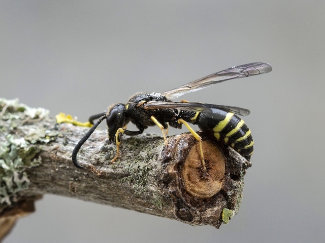 Ancistrocerus antilope
[url=https://www.cecidologie.de/cpg16x/albums/gallery/Ancistrocerus_antilope_Larven.php][img]https://www.cecidologie.de/cpg16x/albums/gallery/tn_Ancistrocerus_antilope_Larven.jpg[/img][/url] [url=https://www.cecidologie.de/cpg16x/albums/gallery/Ancistrocerus_antilope_Puppen.php][img]https://www.cecidologie.de/cpg16x/albums/gallery/tn_Ancistrocerus_antilope_Puppen.jpg[/img][/url] [url=https://www.cecidologie.de/cpg16x/albums/gallery/Ancistrocerus_antilope2.php][img]https://www.cecidologie.de/cpg16x/albums/gallery/tn_Ancistrocerus_antilope2.jpg[/img][/url] [url=https://www.cecidologie.de/cpg16x/albums/gallery/Ancistrocerus_antilope3.php][img]https://www.cecidologie.de/cpg16x/albums/gallery/tn_Ancistrocerus_antilope3.jpg[/img][/url] [url=https://www.cecidologie.de/cpg16x/albums/gallery/Ancistrocerus_antilope4.php][img]https://www.cecidologie.de/cpg16x/albums/gallery/tn_Ancistrocerus_antilope4.jpg[/img][/url] 

Die Antilopen-Hakenwespe (Ancistrocerus antilope) kommt in großen Teilen der [url=https://www.cecidologie.de/images/Regionen.png]Paläarktis[/url], in Kanada und den meisten US-Bundestaaten vor. In Deutschland ist sie weit verbreitet, aber nicht häufig. Der Lebensraumanspruch ist weniger spezifisch, man findet sie dort wo es entsprechende Nistgelegenheiten wie z. B. Mauerritze, hohle Pflanzenstängel oder Käferfraßgänge in Totholz gibt. Flugzeit ist je nach Witterung von Mitte April bis September, mit wahrscheinlich zwei Generationen. Schmetterlingsraupen dienen als Nahrung für die Larven.

