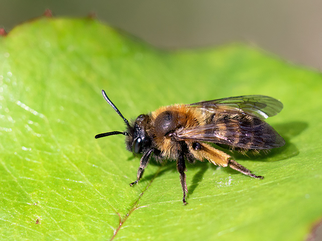 Andrena bicolor
[url=https://www.cecidologie.de/cpg16x/albums/gallery2/Andrena_bicolor_Maennchen_1.Generation.php][img]https://www.cecidologie.de/cpg16x/albums/gallery2/tn_Andrena_bicolor_Maennchen_1.Generation.jpg[/img][/url] 

Andrena bicolor ist in Europa in warmen und gemäßigten Breiten weit verbreitet, kommt auch in Nordafrika und bis nach Zentralasien vor. Man findet sie in den verschiedensten Habitaten zu finden. Flugzeit ist von März bis Mai und von Juni bis August in zwei Generationen. Die Art sammelt Nektar und Pollen von vielen verschiedenen Blütenpflanzen. Die Nester werden bevorzugt im Boden an offenen Stellen angelegt.
