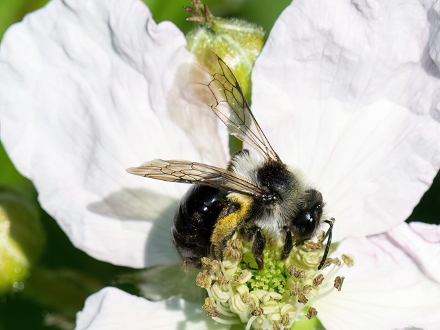 Andrena cineraria
[url=https://www.cecidologie.de/cpg16x/albums/gallery2/Andrena_cineraria_Weibchen2.php][img]https://www.cecidologie.de/cpg16x/albums/gallery2/tn_Andrena_cineraria_Weibchen2.jpg[/img][/url] [url=https://www.cecidologie.de/cpg16x/albums/gallery2/Andrena_cineraria_Nesteingang.php][img]https://www.cecidologie.de/cpg16x/albums/gallery2/tn_Andrena_cineraria_Nesteingang.jpg[/img][/url]

Die Graue Sandbiene (Andrena cineraria) kommt in fast ganz Europas vor und lebt in Heiden, Sand- u. Kiesgruben, Wiesen und Waldrändern in trockenen Gegenden. Sie sammeln vorwiegend den Nektar von Doldengewächsen, Korbblütlern, Kreuzblütlern, Hahnenfußgewächsen, Rosengewächsen und Weidengewächsen. Sie fliegen von Mitte März bis Ende Mai. Die Weibchen graben Erdnester, wobei in einem Nest zwei bis drei Brutzellen ca. 10 bis 25 Zentimeter tief gegraben werden. Sie nisten oft in Kolonien, wobei es möglich ist, dass mehrere hundert Bienen ihre Nester nebeneinander anlegen. Die Nestöffnungen bleiben tagsüber offen, nur nachts und vor Regen werden sie verschlossen. Die Bienen tragen Pollen in jede Brutkammer ein, in die dann das Weibchen ein Ei legt.

