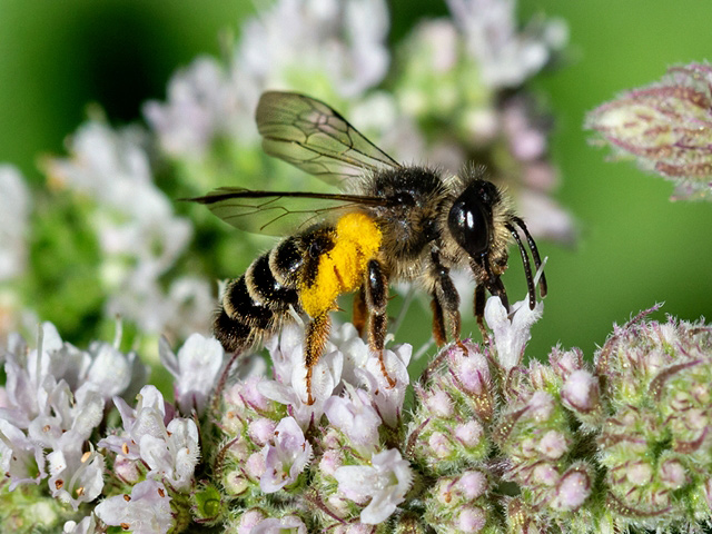 Andrena denticulata
Andrena denticulata ist [url=https://www.cecidologie.de/images/Regionen.png]paläarktisch[/url] verbreitet. Man findet sie bevorzugt an Waldrändern und -lichtungen, aber auch an Hohlwegen, Ruderalflächen, Wiesen, Sandgruben etc. Flugzeit ist von Ende Juli bis Anfang September in einer Generation. Die selbst gegrabenen Erdnester werden einzeln, vorzugsweise in sandigen (Lehm-) Böden, auch in Lößlehm angelegt. Als Pollenspezialist sammelt sie Nektar und Pollen ausschließlich von Korbblütlern (Asteraceae) wie z. B. Disteln, Flockenblumen, Rainfarn, Wegwarte etc.
